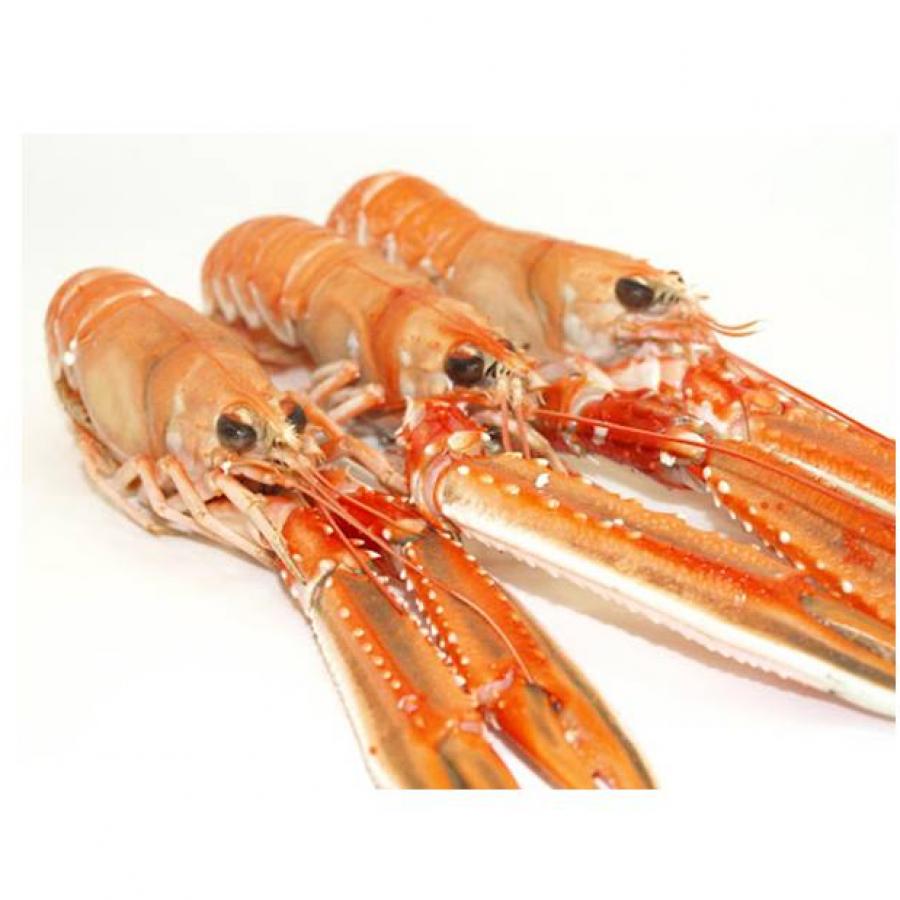 Escamarlà Marines 17/20