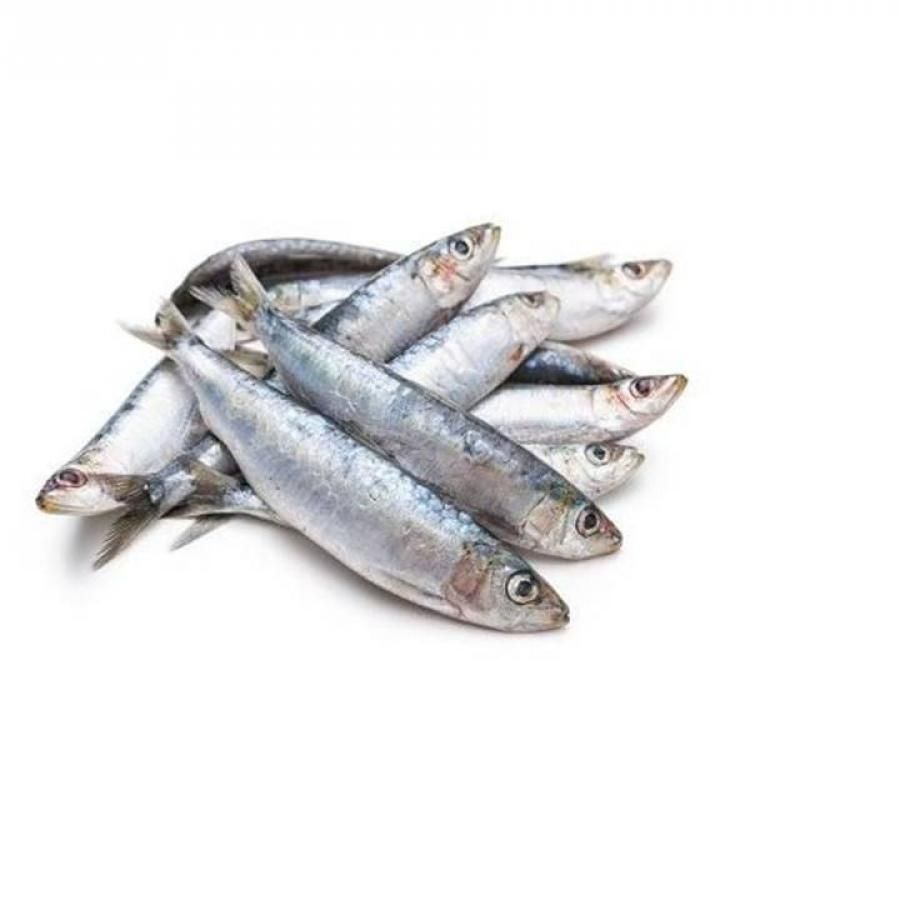 Sardines